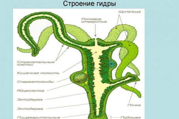 Кракен оренбург